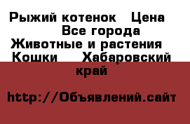 Рыжий котенок › Цена ­ 1 - Все города Животные и растения » Кошки   . Хабаровский край